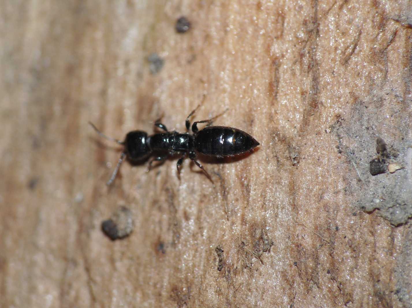 Bethilidae attero